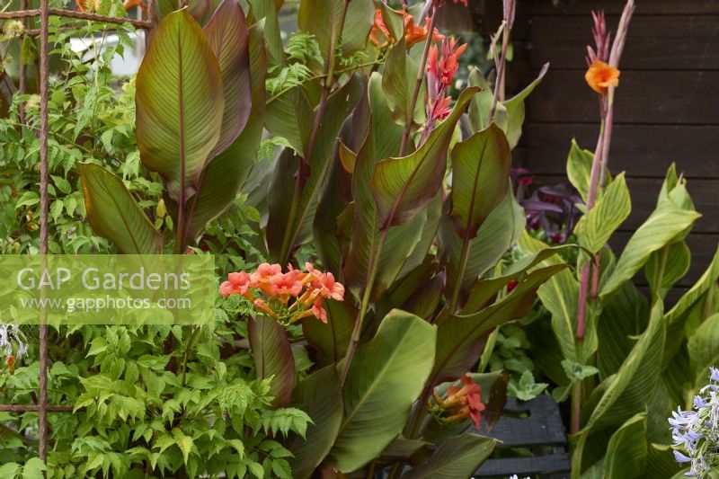 Campsis x tagliabuana 'Madame Galen' avec Canna indica 'Purpurea' et Canna 'Malawiensis Variegata'