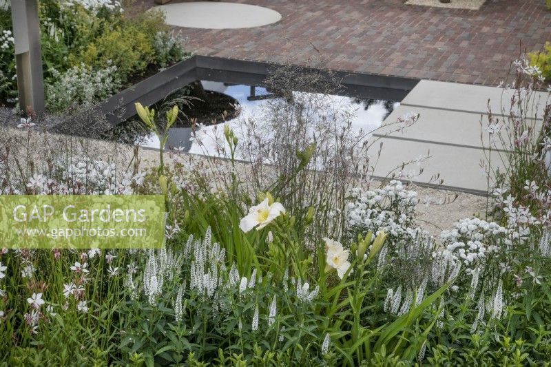 Hemerocallis 'Gentle Shepherd' et Gaura linheimeri 'Whirling Butterflies' dans le Joy Club Garden au RHS Hampton Court Palace Garden Festival 2022