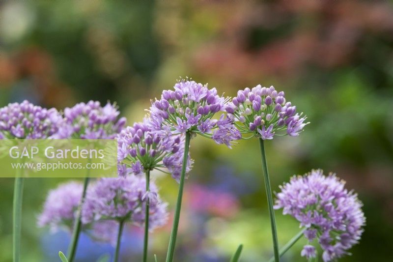 Allium hollandicum 'Little Sapphire' - Oignon d'ornement