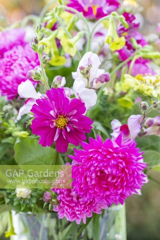 Bouquet contenant Callistephus 'Coral Rose', Cosmos 'Double Click Cranberries', Nicotiana langsorfii, Zinnia elegans 'Envy' et Antirrhinum 'Lucky Lips'