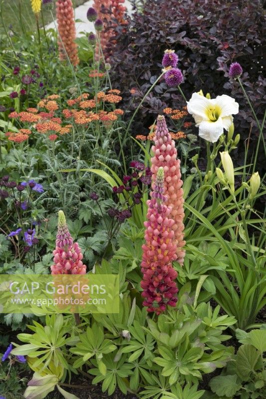 Plantation mixte de vivaces dans A Jouney, en collaboration avec le jardin Sue Ryder au RHS Hampton Court Palace Garden Festival 2022