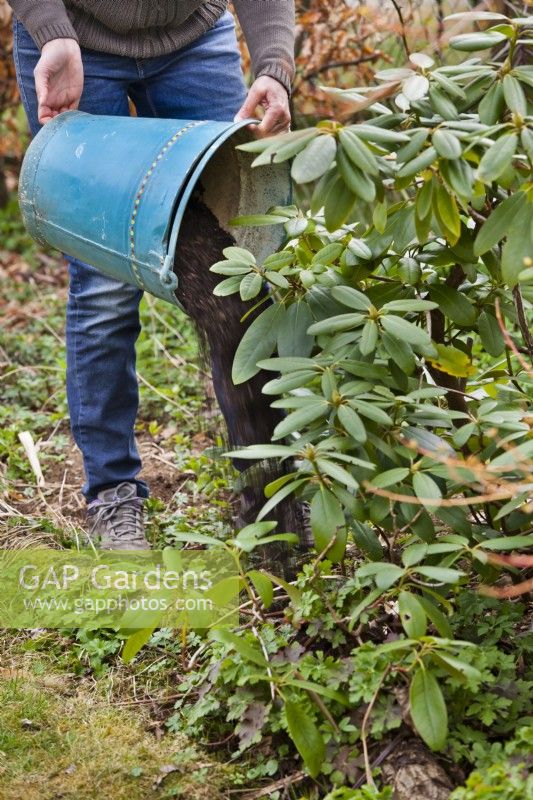 Femme ajoutant du compost Ericaceous autour de Rhododendron pour améliorer les conditions de croissance.