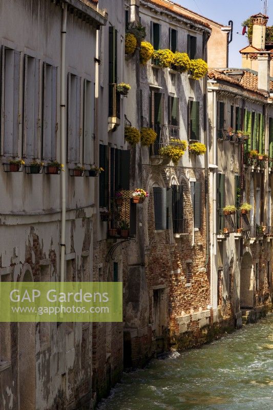Des jardinières avec des fleurs jaunes suspendues au-dessus de bâtiments en ruine dans un marigot de canal.