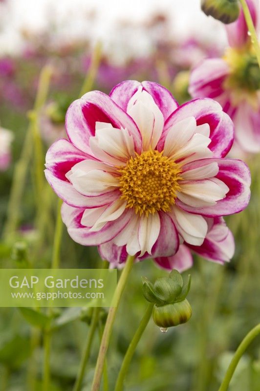 Dahlia 'Bumble Rumble'