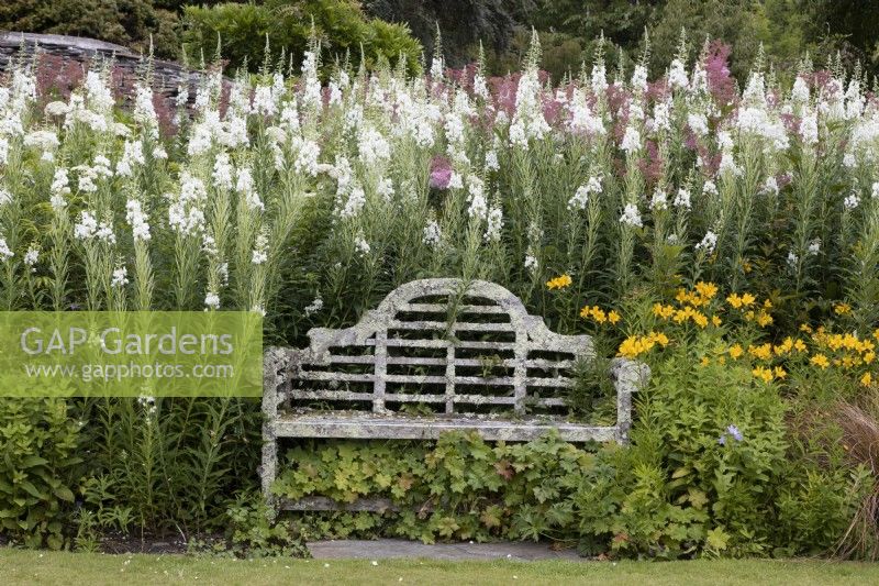 Banc en bois blanc, couvert de lichens avec Filipendula ulmaria, reine des prés et Epilobium angustifolium Album, herbe de saule blanc rosebay plantée derrière. La maison du jardin, Yelverton. Été.