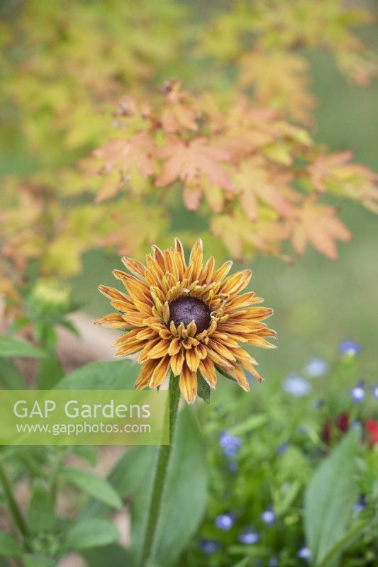 Rudbeckia hirta 'Sahara' - Échinacées