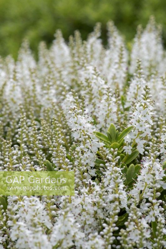 Veronica rakaiensis - Rakai hebe