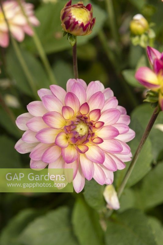 Dahlia 'Pur Bonheur'