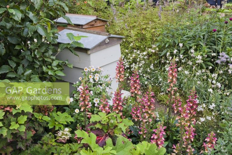 Ruches parmi les plantes pollinisatrices, dont Anemone 'Wild Swan', Gaura lindheimeri 'Karalee White' et Digiplexis 'Falcon Fire'.