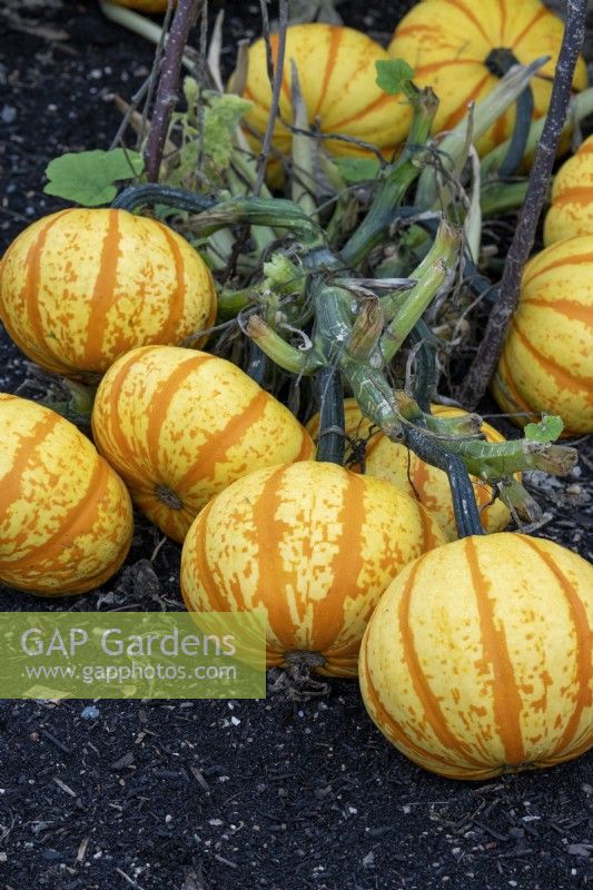 Cucurbita pepo 'Blaze' - Fruits de citrouille ornementaux au sol attachés à la vigne