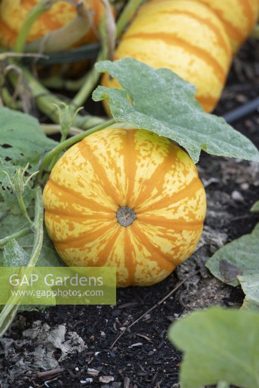 Cucurbita pepo 'Blaze' - Fruit de citrouille ornemental au sol attaché à la plante