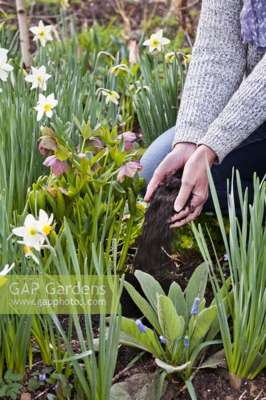 Femme ajoutant du compost au parterre de fleurs de printemps avec hellébore et jonquilles.