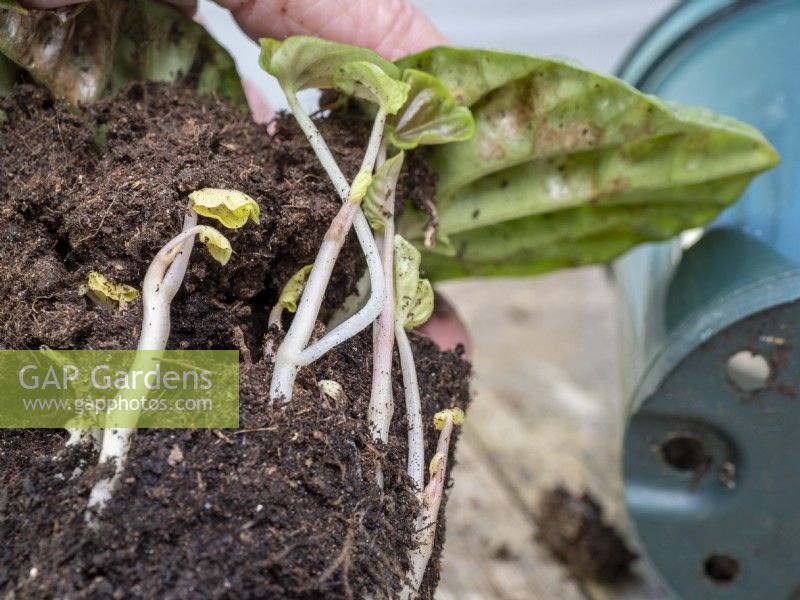 Peperomia caperata - Nouvelles plantules avec des systèmes racinaires provenant de boutures de feuilles