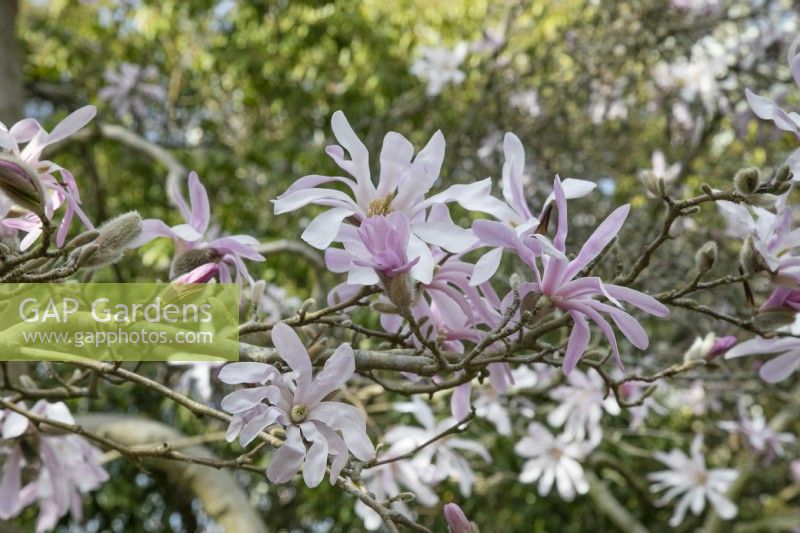 Magnolia x loebneri 'Léonard Messel'