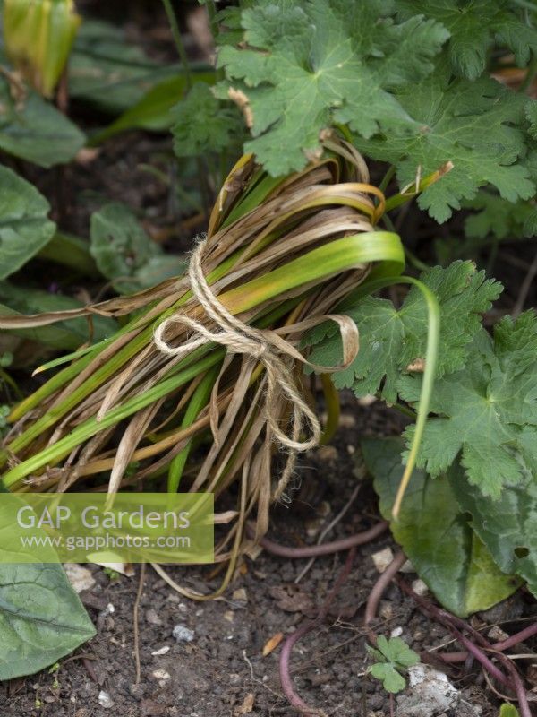 Attachez les feuilles de narcisse fanées avec de la ficelle compostable.