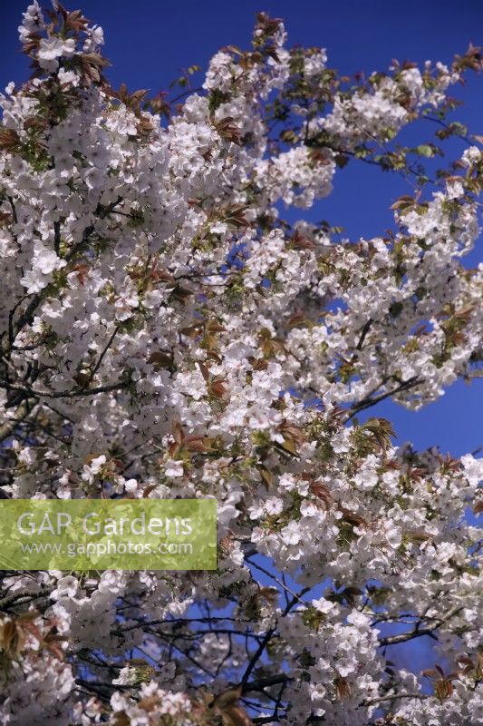 Prunus 'Tai Haku' grand cerisier à fleurs blanc