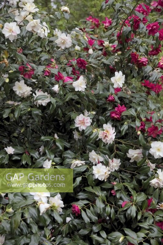 Camellia japonica 'Lady Vansittart' montrant les deux couleurs