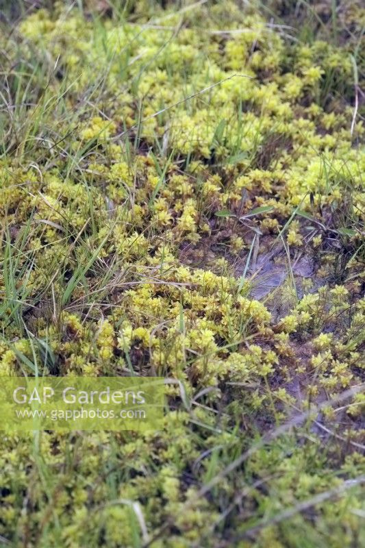 La mousse de sphaigne ou mousse de tourbière est un mélange de nombreuses espèces dont Sphagnum fimbriatum illustré sur la lande humide, Devon UK