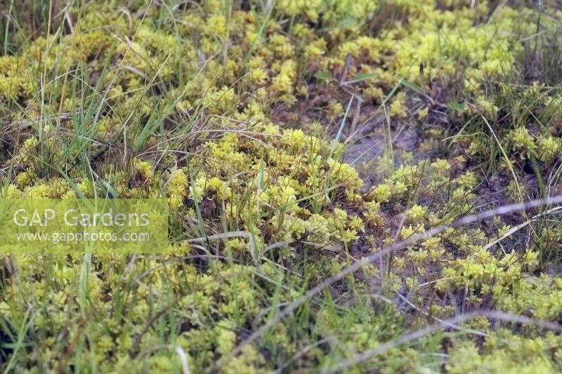 La mousse de sphaigne ou mousse de tourbière est un mélange de nombreuses espèces dont Sphagnum fimbriatum illustré sur la lande humide, Devon UK