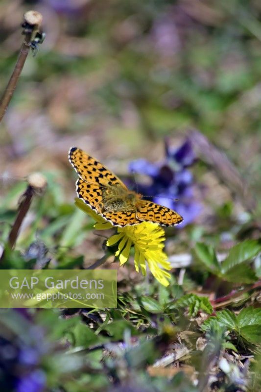 Bordé de perles Fritillary - papillon Boloria euphrosyne - nectar sur Taraxacum officinale - Pissenlit, Dartmoor, Devon, UK