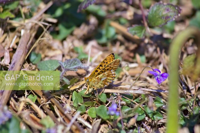 Papillon fritillaire bordé de perles - Boloria euphrosyne - ponte sur ou à proximité de Dog Violet - Viola riviniana feuillage Dartmoor, Devon, UK
