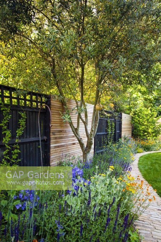 Chemin incurvé et un parterre de fleurs avec Olea, Campanula persicifolia, Geum 'Totally tangerine' et Achillea 'Moonshine' par clôture en bois noir.