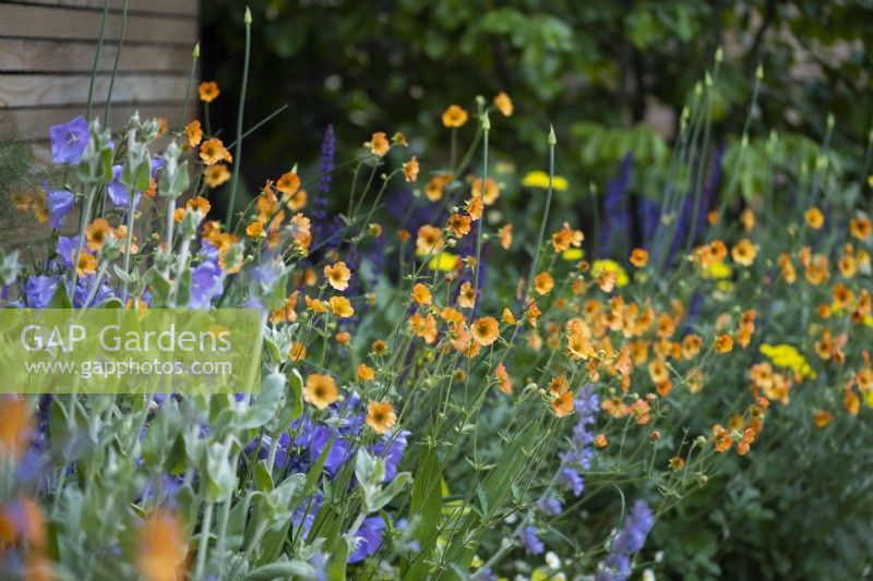 Parterre de fleurs avec Geum 'Totally Tangerine' et Campanula persicifolia