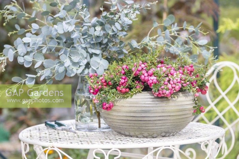 Pots avec Gaultheria mucronata 'Mascula' et brins d'eucalyptus sur une table de jardin en métal