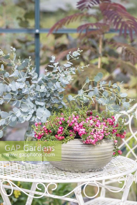 Pots avec Gaultheria mucronata 'Mascula' et brins d'eucalyptus sur une table de jardin en métal