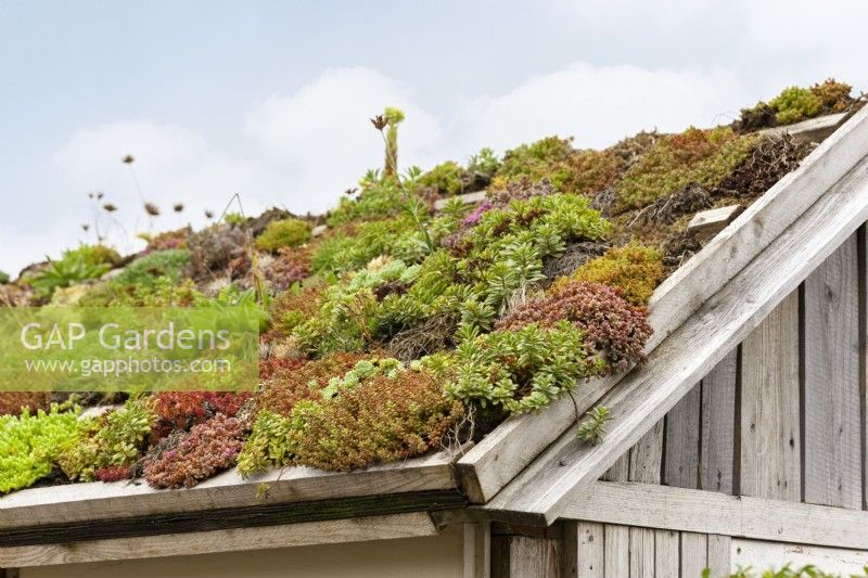Verdissement du toit avec des plantes succulentes, été juillet