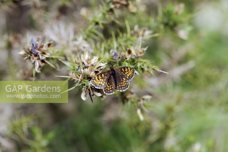 Heath Fritillary butterfly - Mellicta athalia reposant sur l'ajonc - Ulex europaeus - sur Exmoor, Somerset, UK