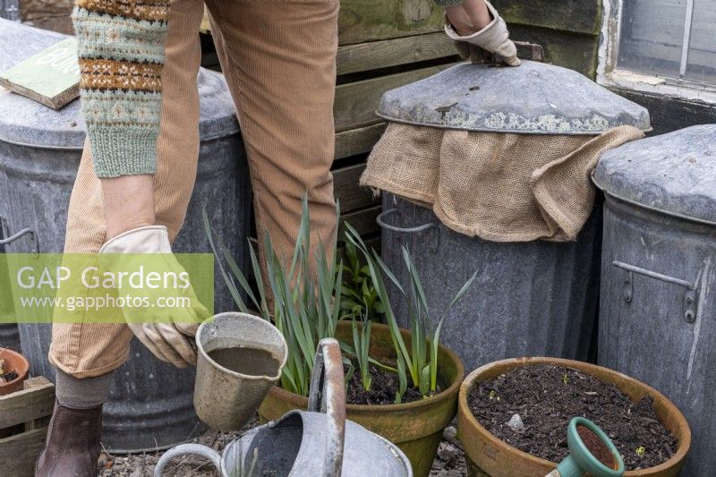 Création d'un aliment liquide pour le jardin à l'aide de végétation en décomposition dans un sac de jute à l'intérieur d'une poubelle. Verser le liquide dans un arrosoir.