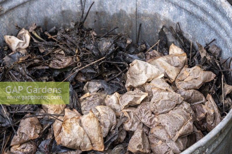 Les feuilles mortes et les sachets de thé sont pourris pour le compost dans le jardin
