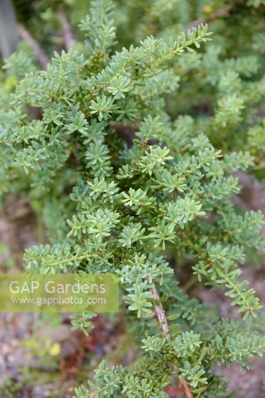 Podocarpus 'Blue Gem' - Pin Fougère