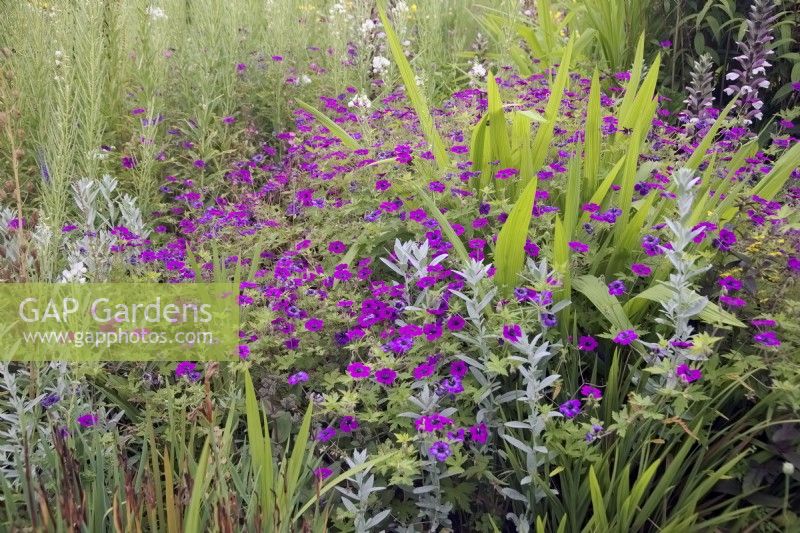 Géranium 'Ann Folkard' dans les plantations herbacées mixtes