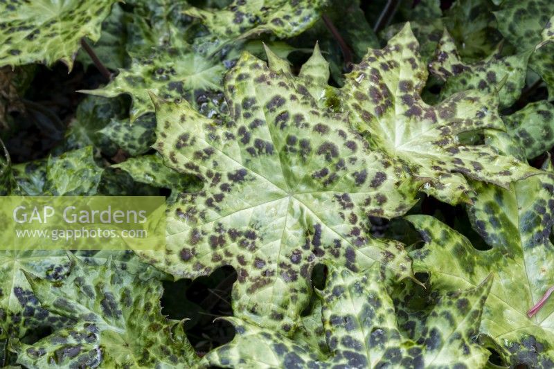 Podophyllum versipelle 'Spotty Dotty'