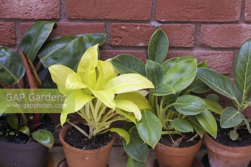 Philodendron 'Imperial Red', Philodendron 'Malay Gold', Philodendron 'Green Princess' et Ficus benghalensis 'Audrey'