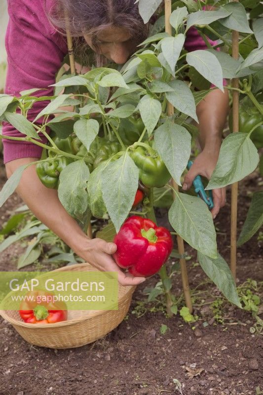 Capsicum annum - poivron rouge - cultivé à partir de graines conservées à partir de fruits achetés et récolté par une femme jardinier