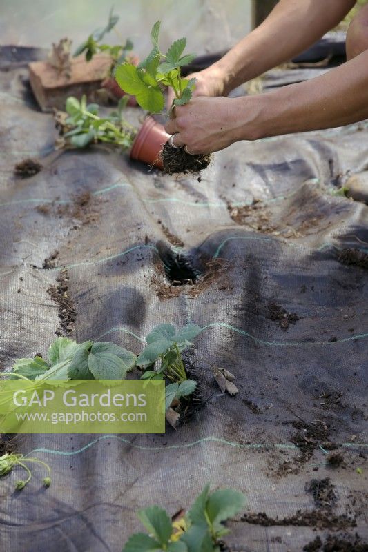 Jardinier plantant Fragaria x ananassa nouvellement enracinée - Coureurs de fraises à travers des trous dans le couvre-sol en tissu tissé Mypex ou Terram - culture protégée
