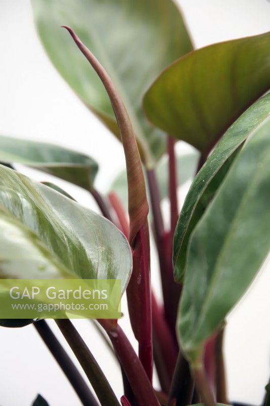 Philodendron 'Rouge Impérial'