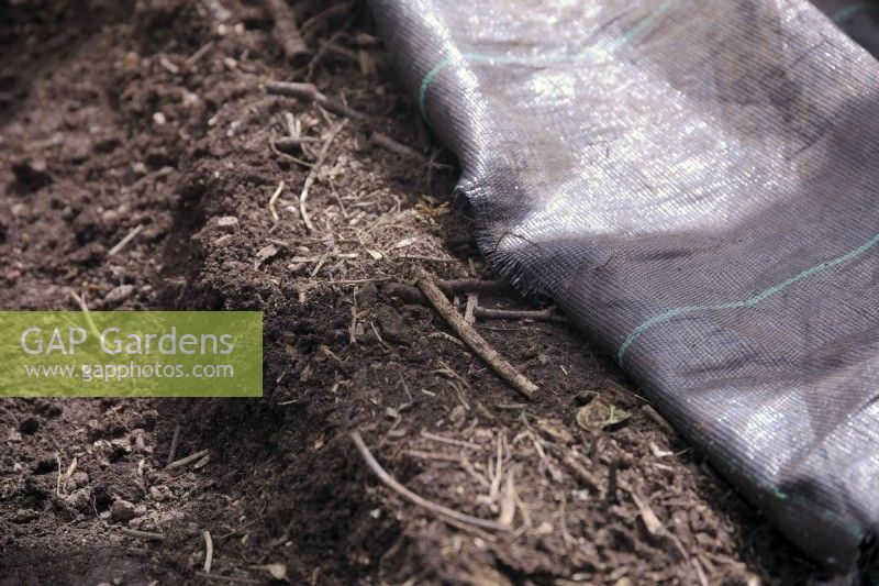 Une couche de 10 cm de compost de brindilles sur le sol et recouverte d'un couvre-sol Mypex comme base pour la plantation de Fragaria x ananassa - Strawberry stolons