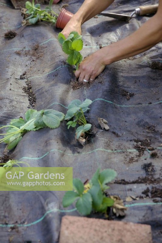 Jardinier plantant Fragaria x ananassa nouvellement enracinée - Coureurs de fraises à travers des trous dans le couvre-sol en tissu tissé Mypex ou Terram - culture protégée