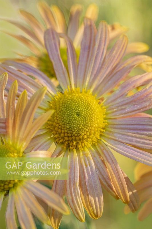 Chrysanthème 'Mary Stoker'. floraison en automne - septembre