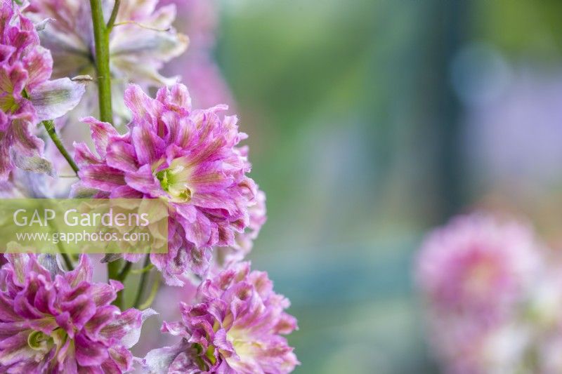 Delphinium 'Highlander Flamenco'