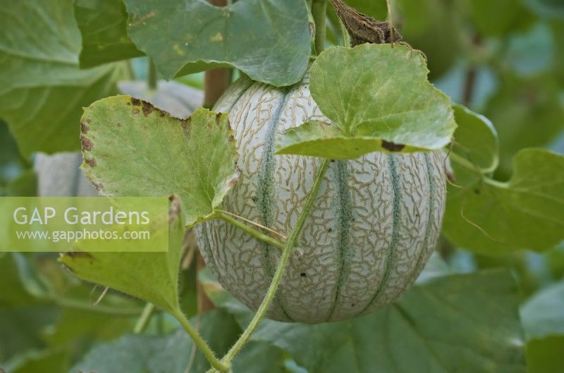 Melon - Cucumis melo 'Malaga'