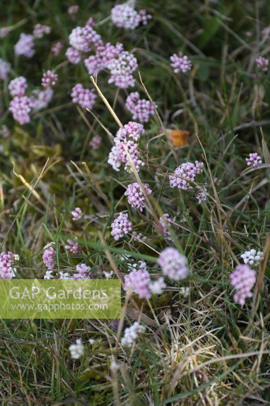Asperula cynanchica - Squinancywort poussant avec Thymus praecox - Thym sur les terres calcaires