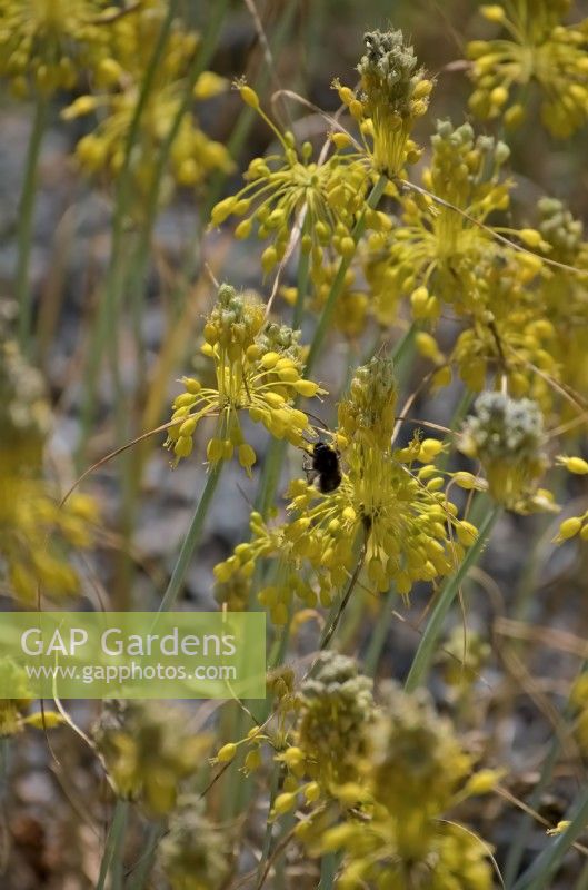 Allium flavum - oignon jaune ou ail à fleurs jaunes