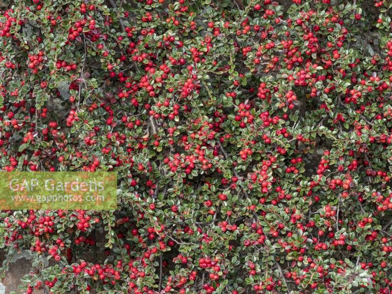 Cotoneaster adpressus var praecox grandir mur de jardin