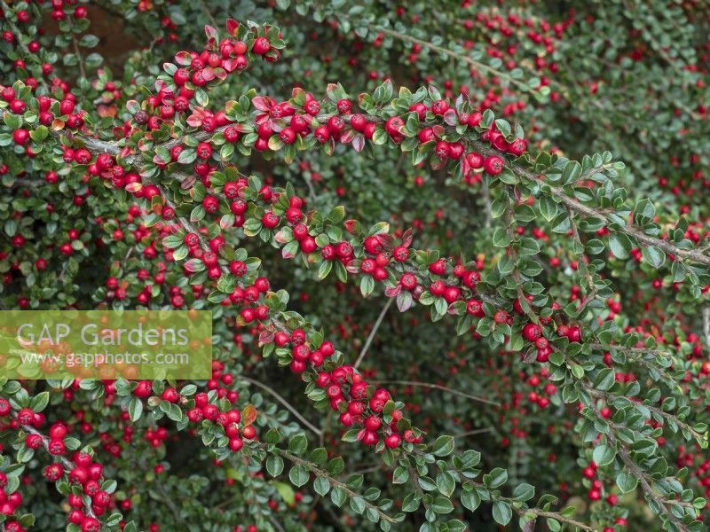 Cotoneaster adpressus var praecox grandir mur de jardin