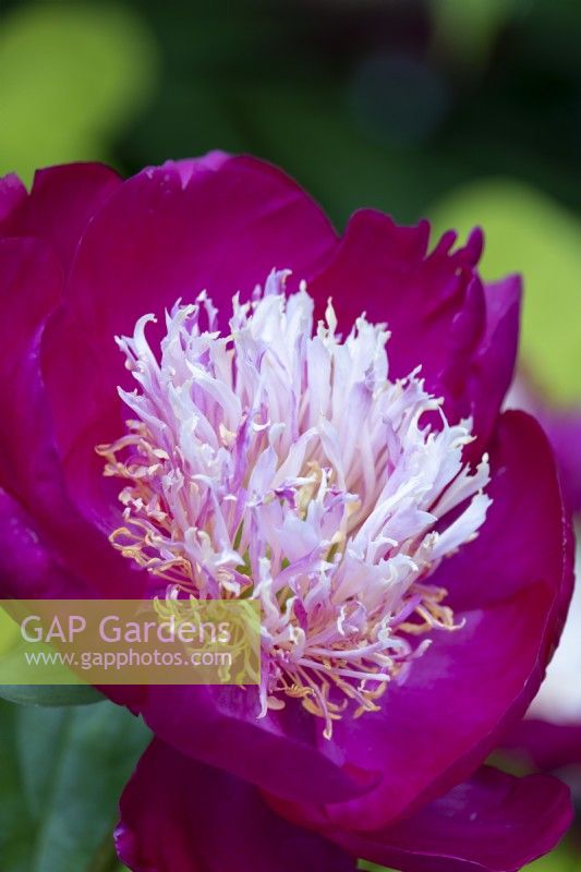 Paeonia lactiflora 'Casquette blanche'